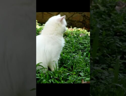 Persian cat eating grass.  #cat #cateats #kitten