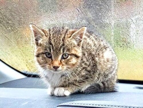 Soaked Stray Kitten Sat In a Parking Lot And Cried, Asking Passersby For Help