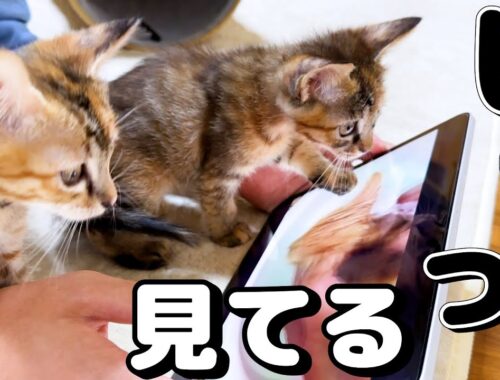 子猫と一緒に先住猫が子猫の頃の動画を見ているとこうなりました！