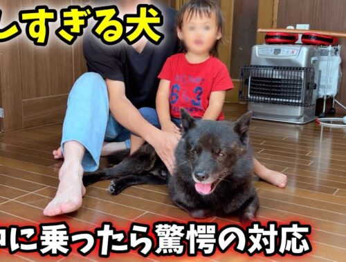 【日本犬】甲斐犬一休の背中に乗ったら優しすぎた