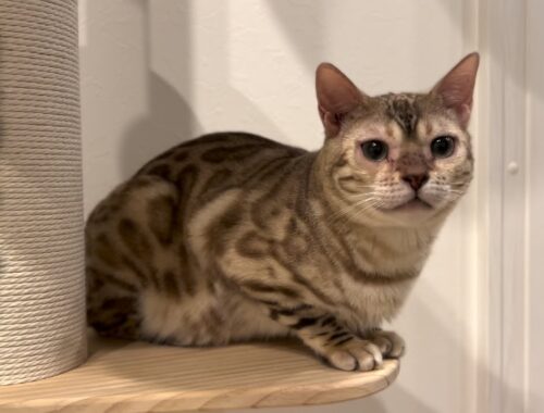 【スノーベンガル猫とトイプードル】すぐにキャットタワーを気に入ってくれた愛猫