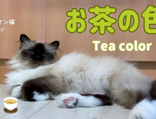 バーマン猫ガブ【お茶の色】Tea color（バーマン猫）Birman/Cat