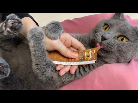 【シャルトリュー】赤ちゃんポーズでちゅーるを食す猫。