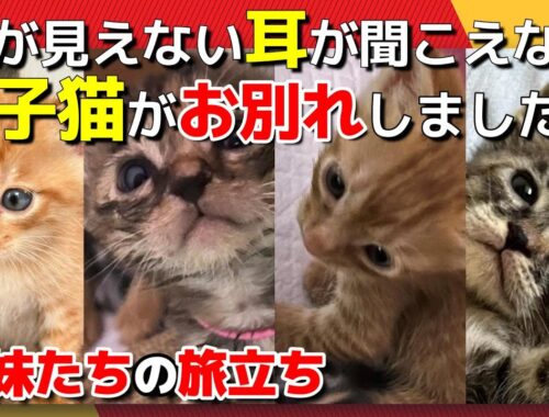 【神戸保護猫】目が見えず耳も聞こえない子猫が兄妹たちとお別れしました