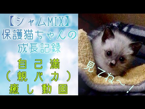 【シャムMIX】保護猫ちゃんの成長記録