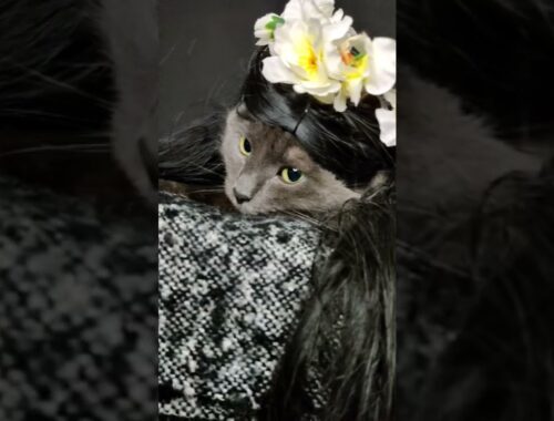 FUNNY CAT with WIG #shorts