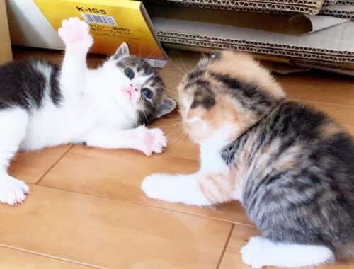 【子猫】初めての兄弟喧嘩！【スコティッシュフォールド】