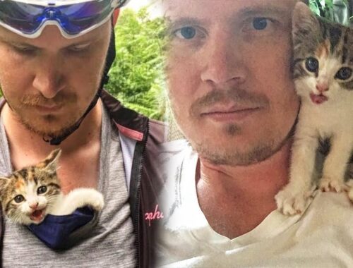Lone Stray Kitten Found In Woods Clings Hard To Cyclist And Refuses To Let Him Go
