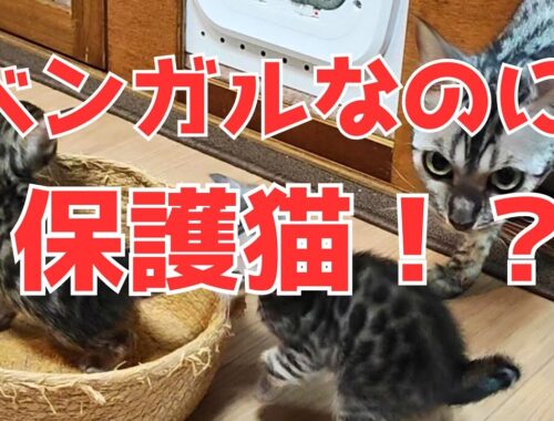 【ベンガルの子猫】ベンガル軍団がやってきた！どうなる我が家の猫部屋問題！