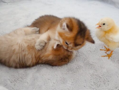 A tiny chick is trying to stop a fight between twin kittens