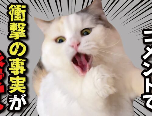 これはガチで知らんかったわ…【関西弁でしゃべる猫】【猫アテレコ】