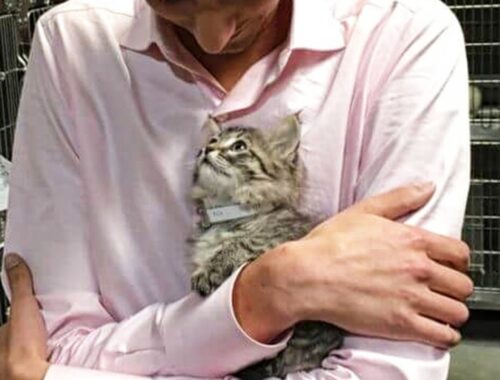 Shelter Kitten Chooses a Man And Asks Him To Take Her Home