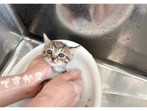 【子猫のシャンプー】お風呂できれいになりました。うっとり～されるがままな子猫たち