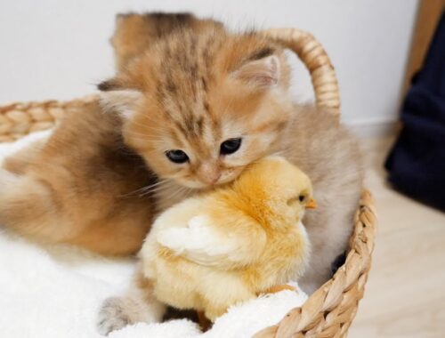 Kittens can't help but rub their cheeks because chicks are so warm and cuddly!