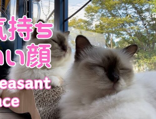 バーマン猫ミカとラフ【気持ちいい顔】Pleasant face（バーマン猫）Birman/Cat
