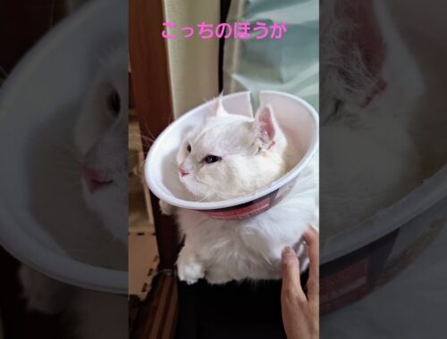 【オッドアイ幸せを呼ぶ猫】カップ麺になったラビちゃん2#猫#cat#白猫#キンカロー#shorts
