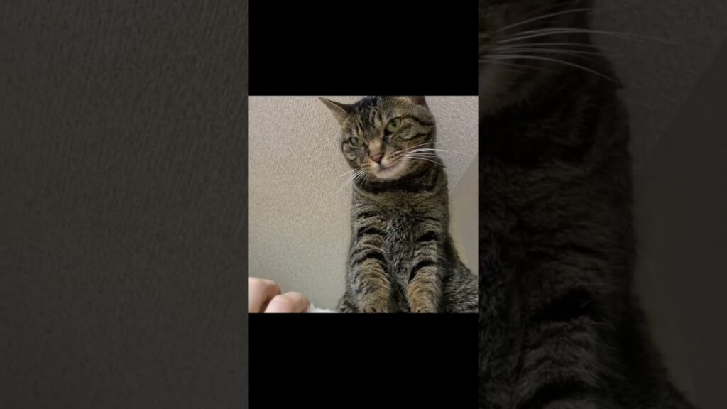 安易に凶暴猫と遊ぼうとしたら病院送りになった… #猫 安易に凶暴猫と遊ぼうとしたら病院送りになった... #猫