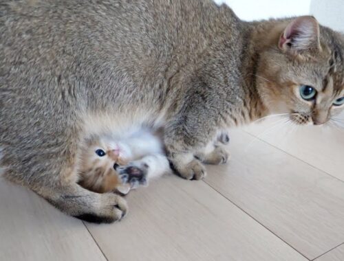 Kittens absolutely obedient to mother cat are cute...