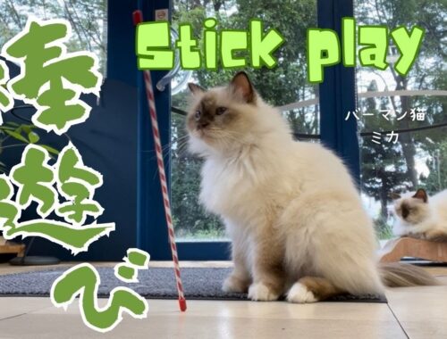 バーマン猫ミカとラフとウリ【棒遊び】Stick play（バーマン猫）Birman/Cat