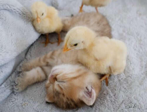 Kitten Chai is sleeping, no matter how much he is disturbed by the chicks