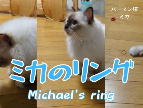 バーマン猫ミカ【ミカのリング】Michael's ring（バーマン猫）Birman/Cat