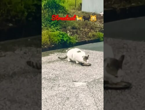 feeding straycat in kochi Shi,japan part-16 #日本 ##猫 #地域猫 #ねこ動画 #かわいい猫 #shorts #catlover #streetcat