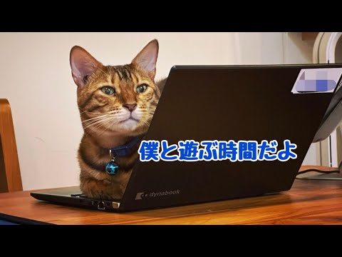 コロナ在宅勤務中にパソコンに乗って邪魔してくる猫さん