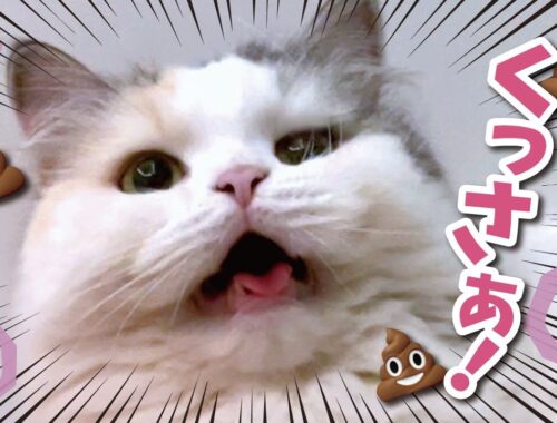 猫たちのトイレがとんでもない事になりました… 【関西弁でしゃべる猫】【猫アテレコ】