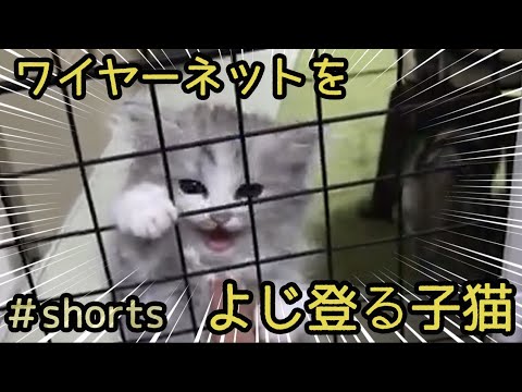 【匠の技】ワイヤーネットを登る子猫　#shorts