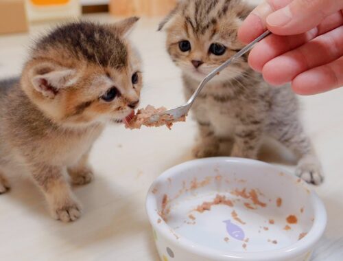 That's mine! ? A cute kitten whose dinner was taken away by his voracious brother cat.