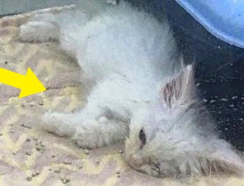 Kitten Lay Motionless In a Pet Store Window Until a Random Woman Bought It