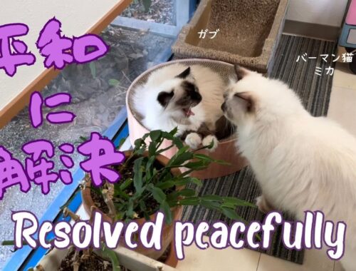 バーマン猫ミカとガブ【平和に解決】Resolved peacefully（バーマン猫）Birman/Cat
