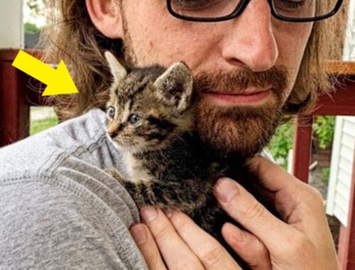 Stray Kitten Sneaks Into a House To Adopt Man Who Lives There