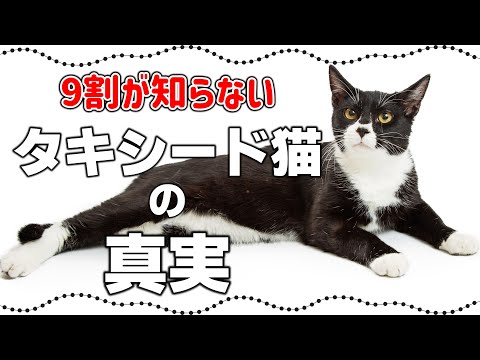 タキシード猫の驚きの真実15選｜黒白猫の豆知識・特徴や性格も