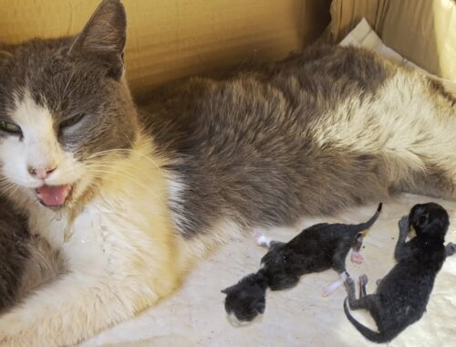 Stray Cat Who Had Just Given Birth And Newborn Kittens Faced A Life Threatening Crisis
