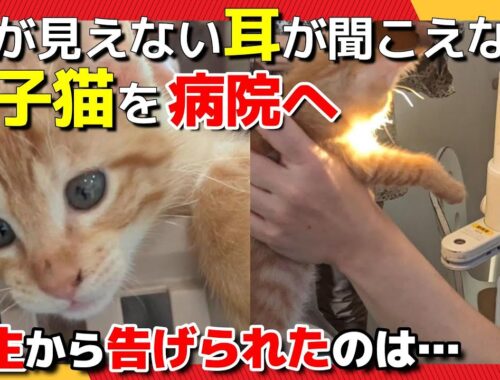 【神戸保護猫】目が見えない耳が聞こえない子猫を病院へ