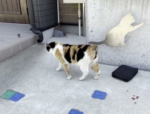湯島　公民館の近くにいた尻尾の無い猫さん2  #アイアイ マンクス三毛猫？　Manx Calico?  #ランピー