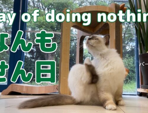 バーマン猫ラフとウリとミカ【なんもせん日】Day of doing nothing（バーマン猫）Birman/Cat