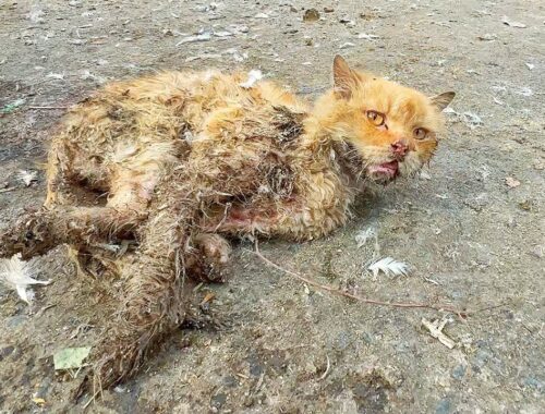 poor cat was living his last moments on the roadside but no one came to help him!