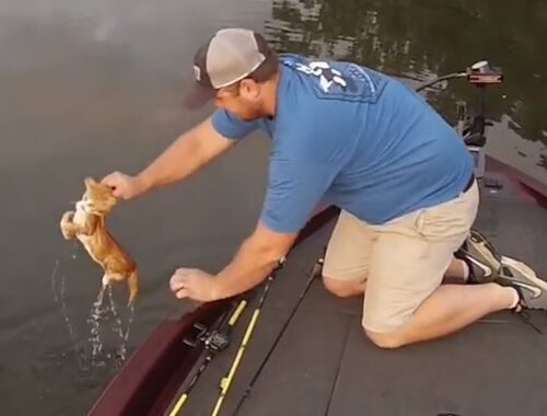 Fisherman catches homeless kittens