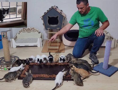 The man who lived in the same house with the 17 kittens he saved prepared a feast for them.