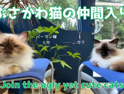 バーマン猫ミカとウリ【ぶさかわ猫の仲間入り】Join the ugly yet cute cats（バーマン猫）Birman/Cat