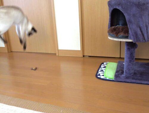 回るハンドスピナーを見て自分も飛んで回るシャム猫🛸