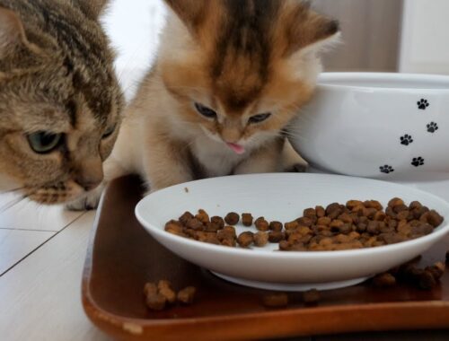 At last the kitten Mocha has started eating dry food!