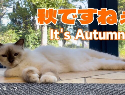 バーマン猫ラフ【秋ですねぇ】It's Autumn（バーマン猫）Birman/Cat