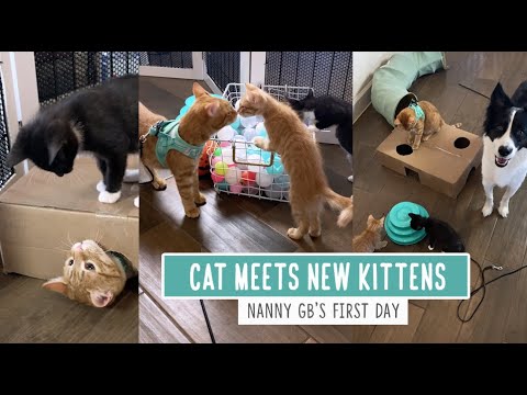 Cat Meets New Kittens For The First Time