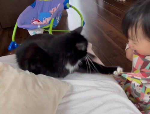 しっぽにイタズラする一歳児に教育をするようになった猫　ラガマフィン　A cat fights back at a child who is naughty with its tail
