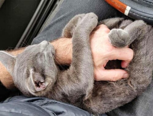 Stray Kitten Chooses a Man In a Car Park And Won't Let Him Go