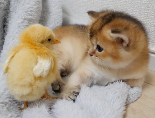 Something funny happened after a kitten and a chick looked at each other...