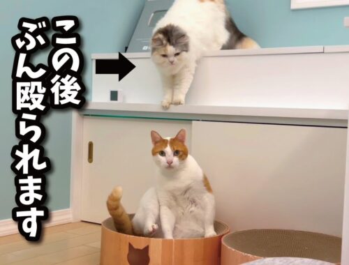 イタズラばかりする後輩猫に悲劇がおとずれました…【関西弁でしゃべる猫】【猫アテレコ】